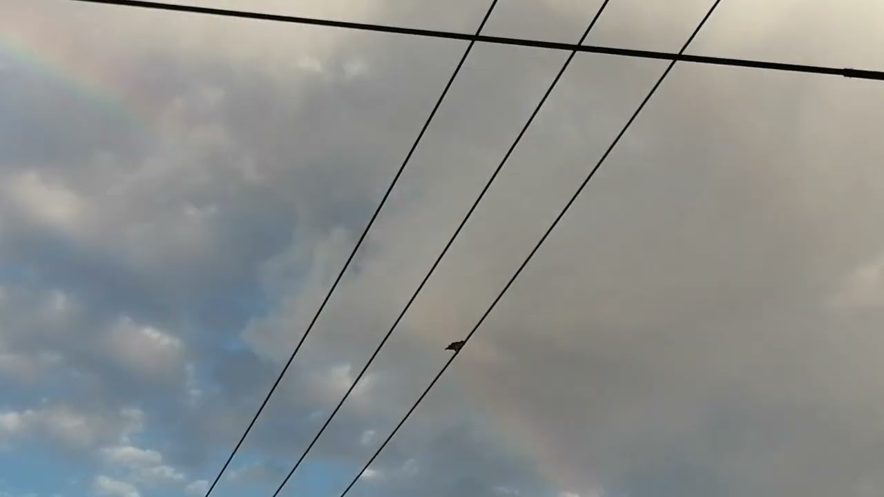 Agarradita con sus uñas del alambre, esta paloma admira el Arco Iris en #ChihuahuaCapital