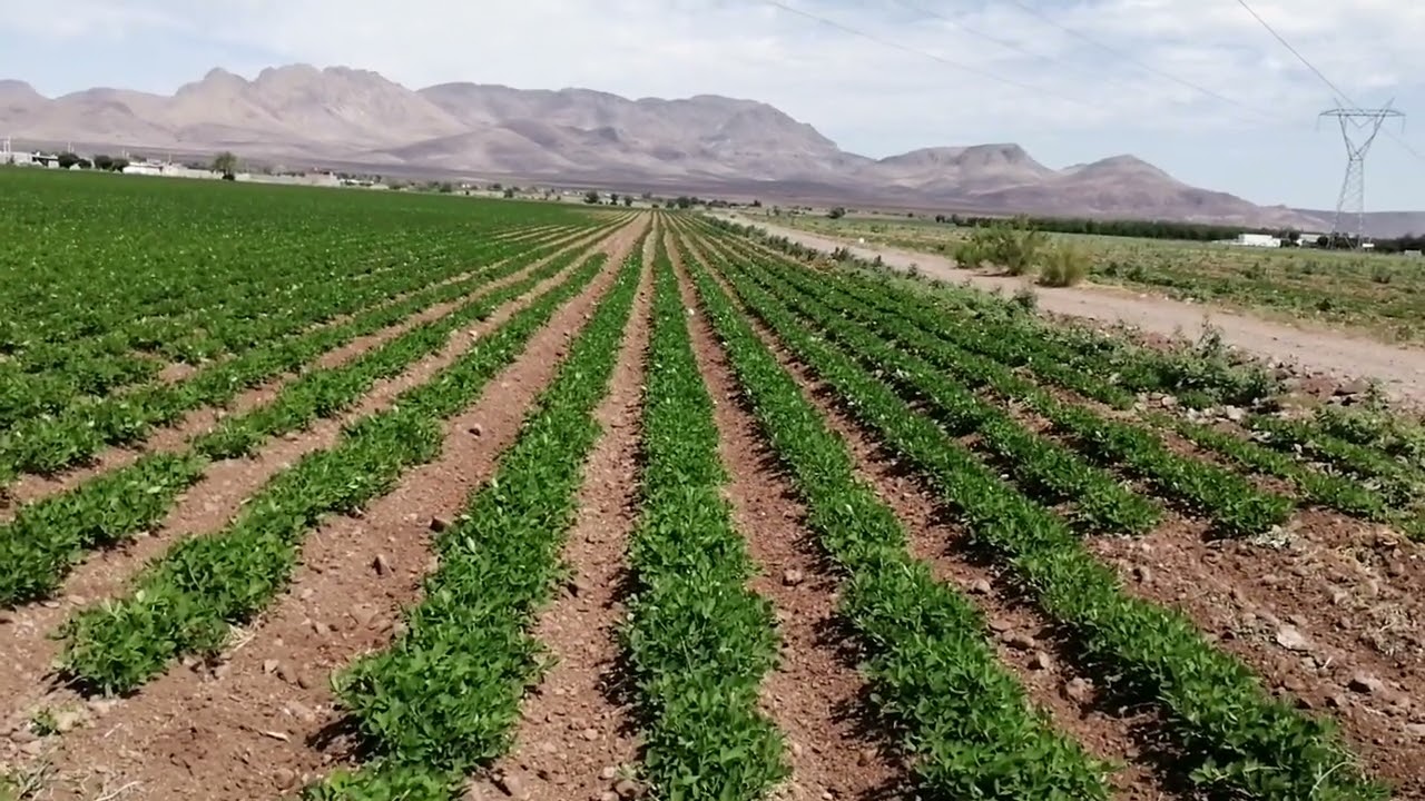 Es Julio y los campos reverdecen con los cultivos de este ciclo agrícola del 2022