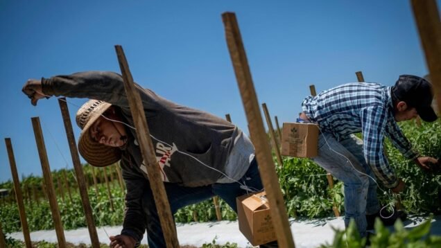 image_large – 2022-11-18T090300.628