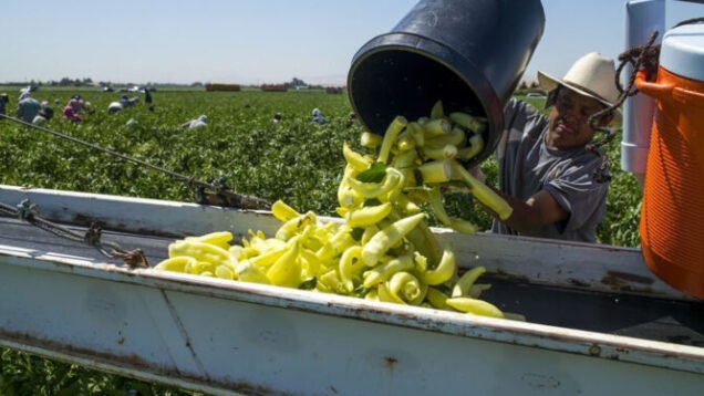 Campesino-trabajando-750×375