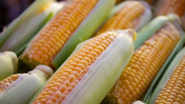 maiz-1024×576