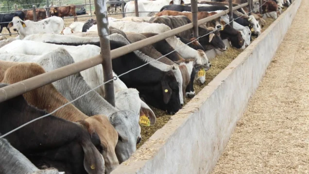 avance-en-conversaciones-con-eu-para-reabrir-frontera-al-ganado-mexicano-csp_465df6d3-027d-4611-bdf5-5ffdc2438ad2_medialjnimgndimage=fullsize