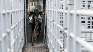 decision-injusta-de-eu-cerrar-su-frontera-a-mexico-por-crisis-de-gusano-barrenador-sheinbaum_59b3de7e-921e-4886-a898-fe1cb745237d_medialjnimgndimage=fullsize