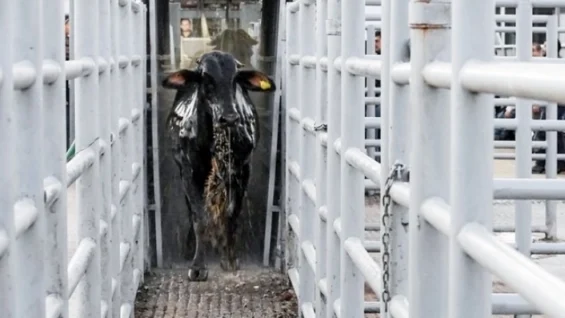 decision-injusta-de-eu-cerrar-su-frontera-a-mexico-por-crisis-de-gusano-barrenador-sheinbaum_59b3de7e-921e-4886-a898-fe1cb745237d_medialjnimgndimage=fullsize