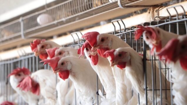 gripe-aviar-en-brasil