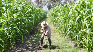 se-desplomaron-23-en-un-ano-los-pagos-a-productores-de-alimentos_020b3fa6-adef-435c-98c4-f90ee378e041_medialjnimgndimage=fullsize