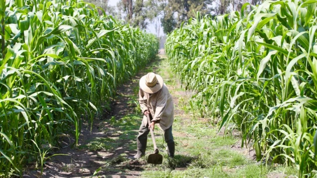 se-desplomaron-23-en-un-ano-los-pagos-a-productores-de-alimentos_020b3fa6-adef-435c-98c4-f90ee378e041_medialjnimgndimage=fullsize