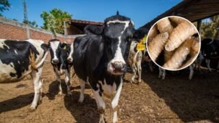 gusano_barrenador_mexico_aebde18a34