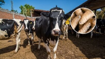 gusano_barrenador_mexico_aebde18a34