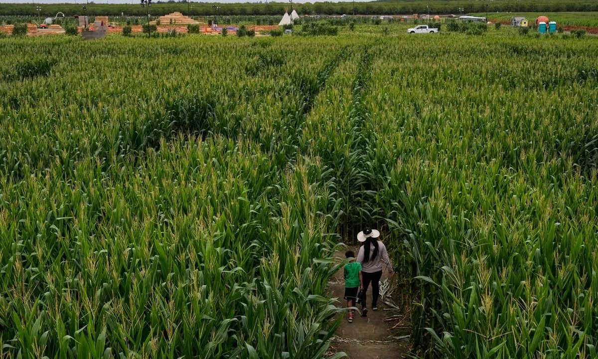 mexico-importa-cifra-record-de-maiz-desde-eu_fe19b48d-86b8-4ab3-9fda-68e216d4b7fb_medialjnimgndimage=fullsize