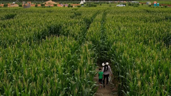 mexico-importa-cifra-record-de-maiz-desde-eu_fe19b48d-86b8-4ab3-9fda-68e216d4b7fb_medialjnimgndimage=fullsize